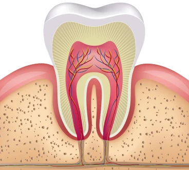 Tooth Graphic